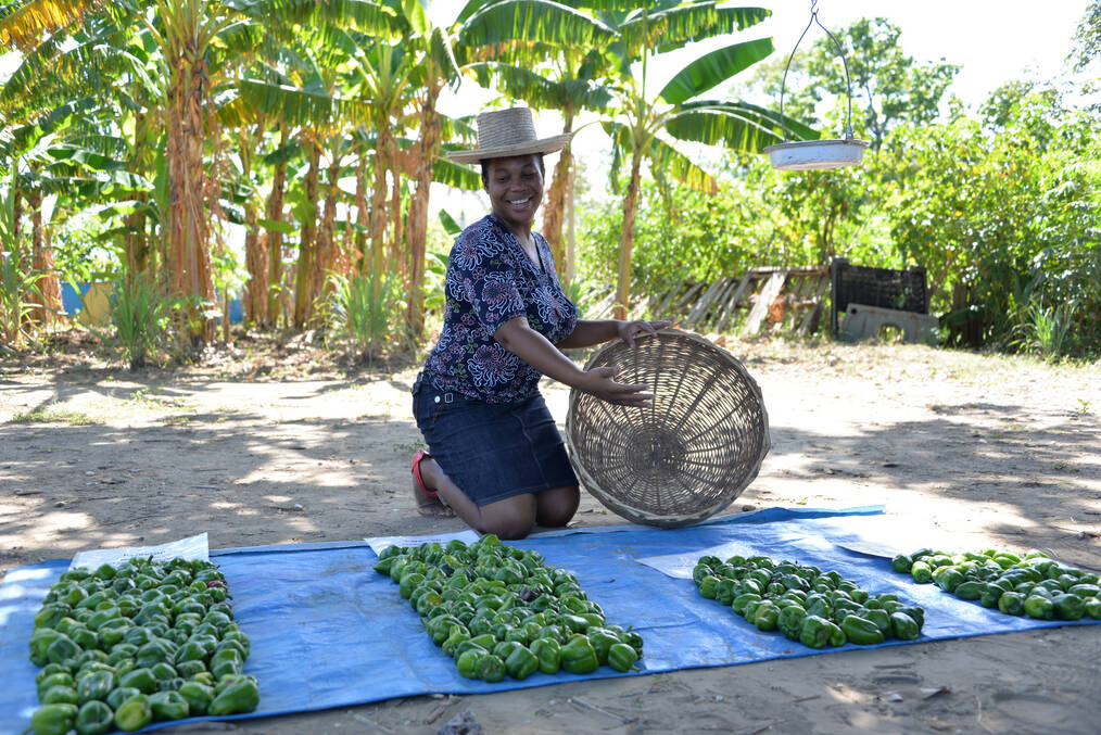 Where in the World to Volunteer in Reforestation Efforts: Brazil