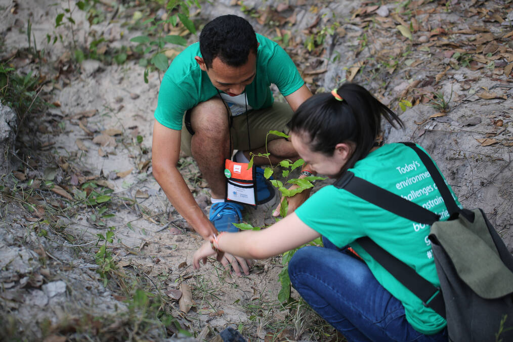 Where in the World to Volunteer in Reforestation Efforts
