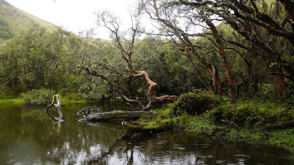Forest in Ecuador