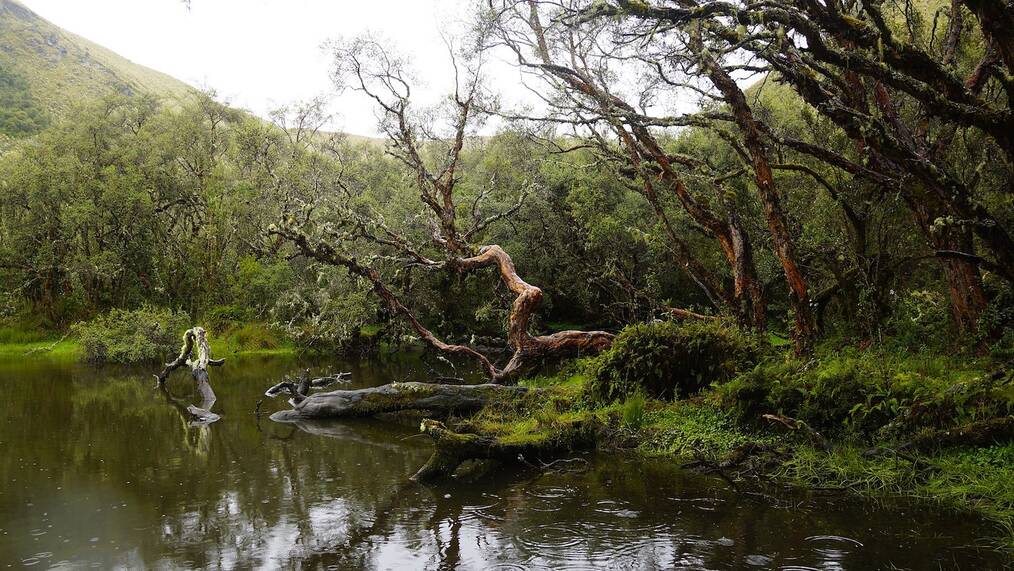 Forest in Ecuador