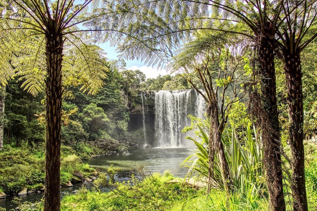 Forest in New Zealand
