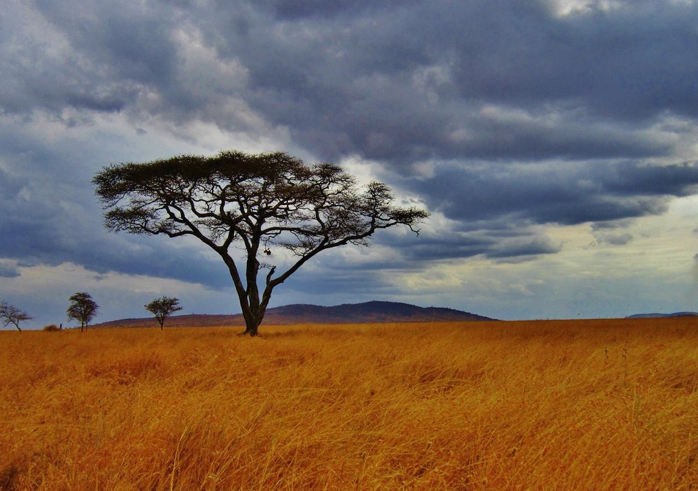 Forest in Tanzania