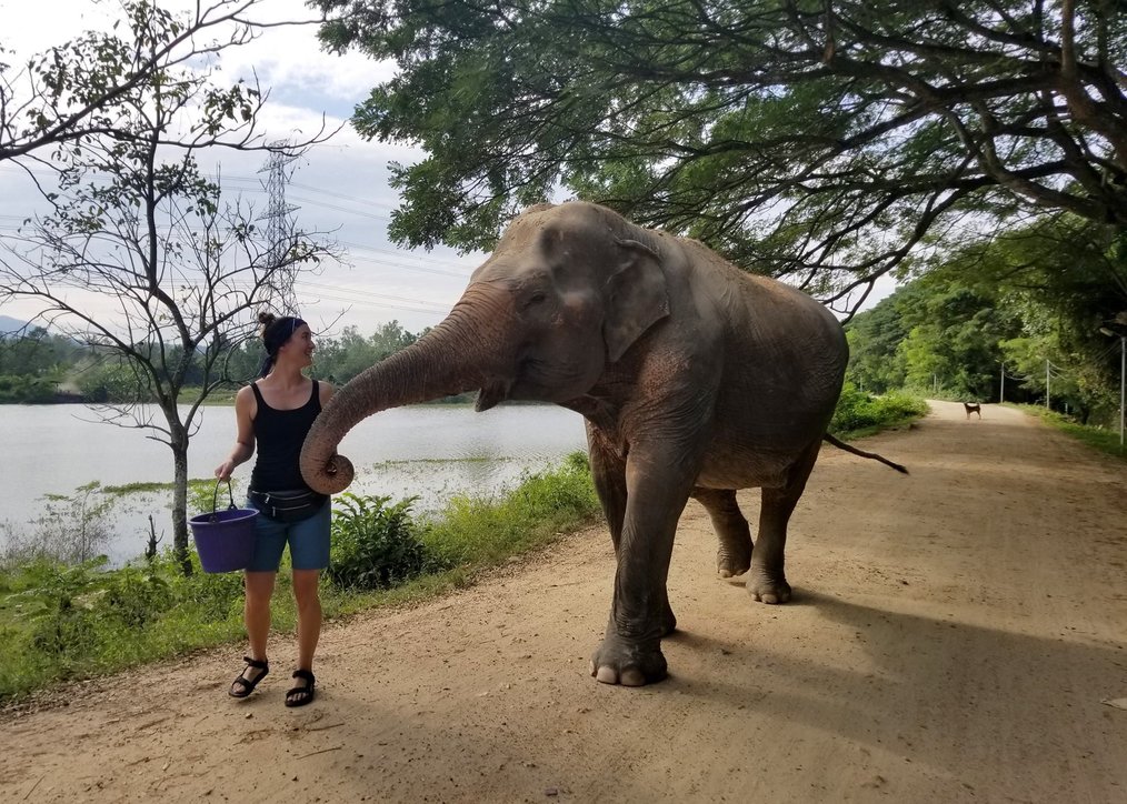 Photo by Krystina, Pod Volunteer Animal Rescue in Thailand Alum 10 Reasons to Volunteer Abroad in High School: Find a Possible Career Path