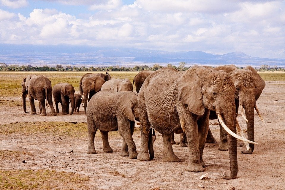 How To Volunteer In Africa With Animals