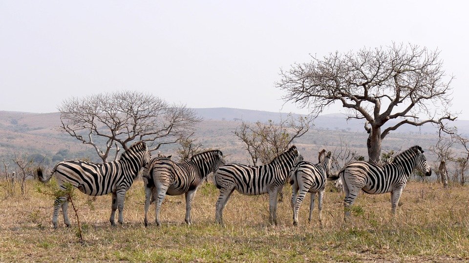 How To Volunteer In Africa With Animals: Volunteer Responsibly