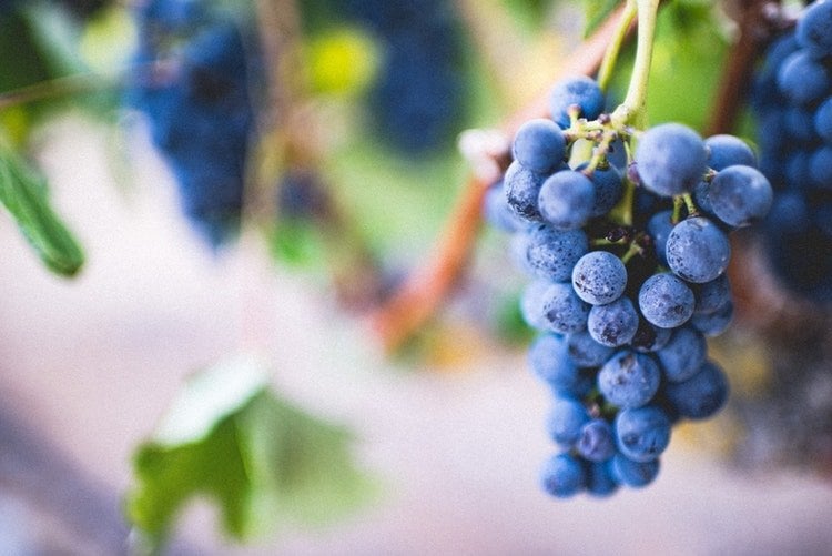 The Top Types of Volunteer Opportunities in Israel: Vineyard