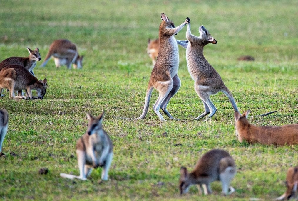 15 Realities of Living Abroad in Australia: Kangaroo