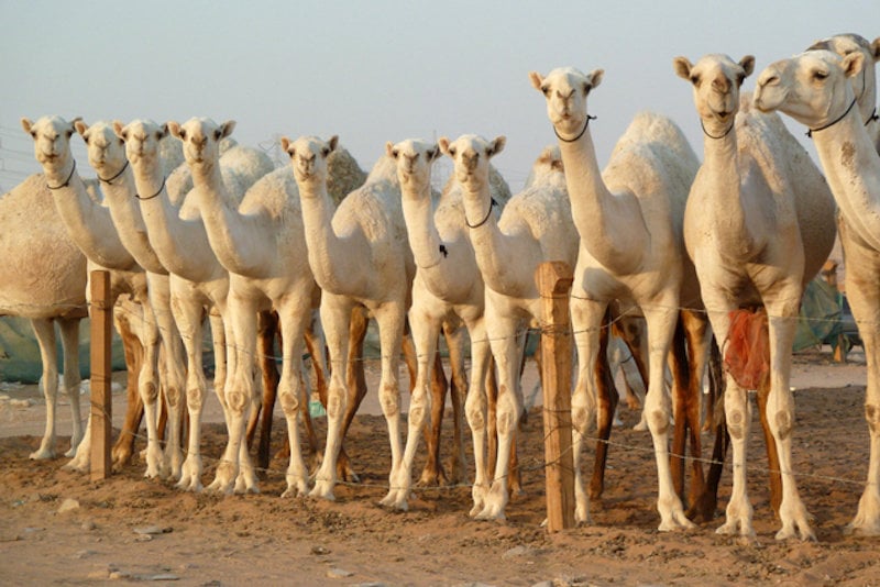 Ask a Teacher: Can You Teach Abroad with Children? Where?: Saudi Arabia