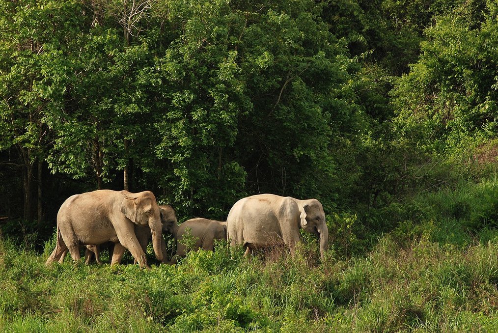 Wild Elephants in the woods