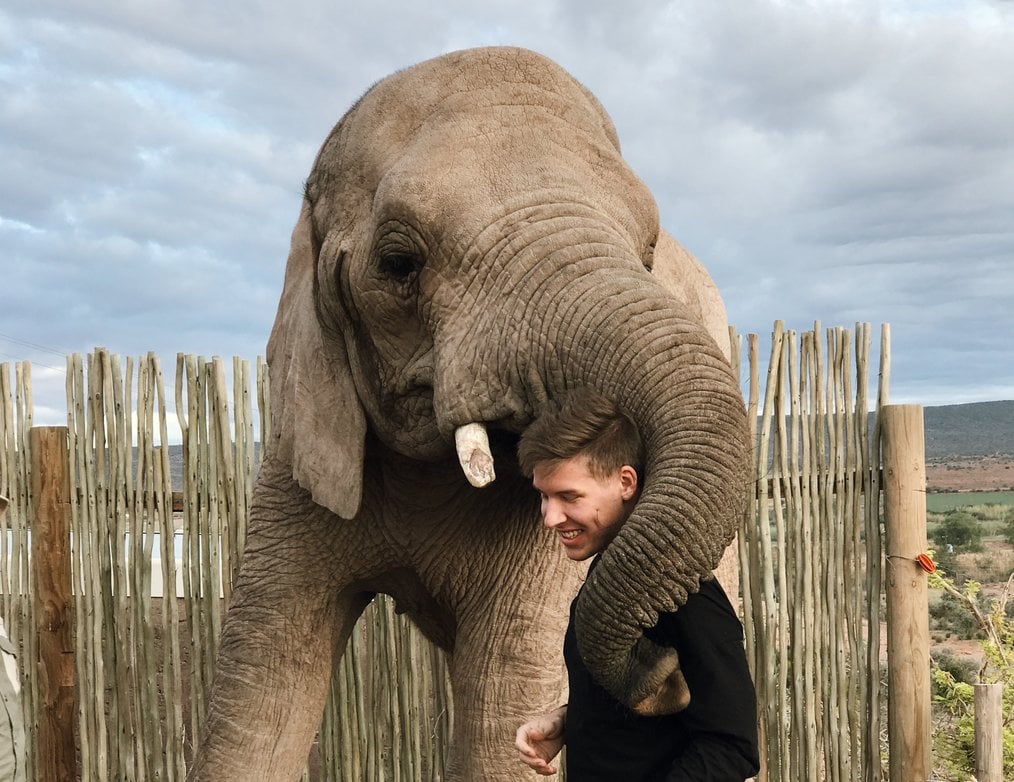 Photo by Riley, CIS Abroad South Africa Alum The Best Countries for Volunteering with Elephants: Where to Volunteer