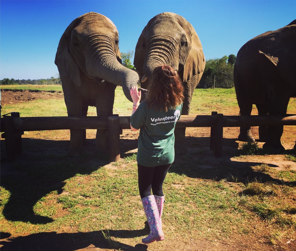 Photo by Samantha, Edge of Africa Alum What to Know Before Volunteering with Elephants: Resources
