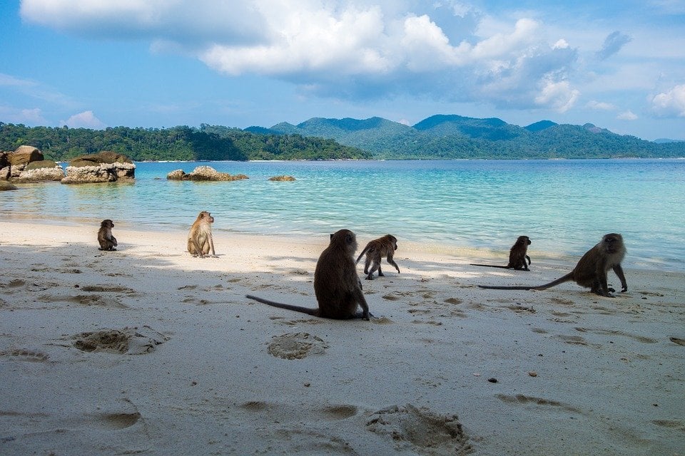 Volunteer with Primates: Pod Volunteer