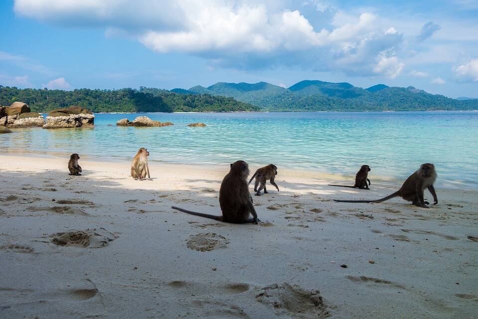 Volunteer with Primates: Pod Volunteer