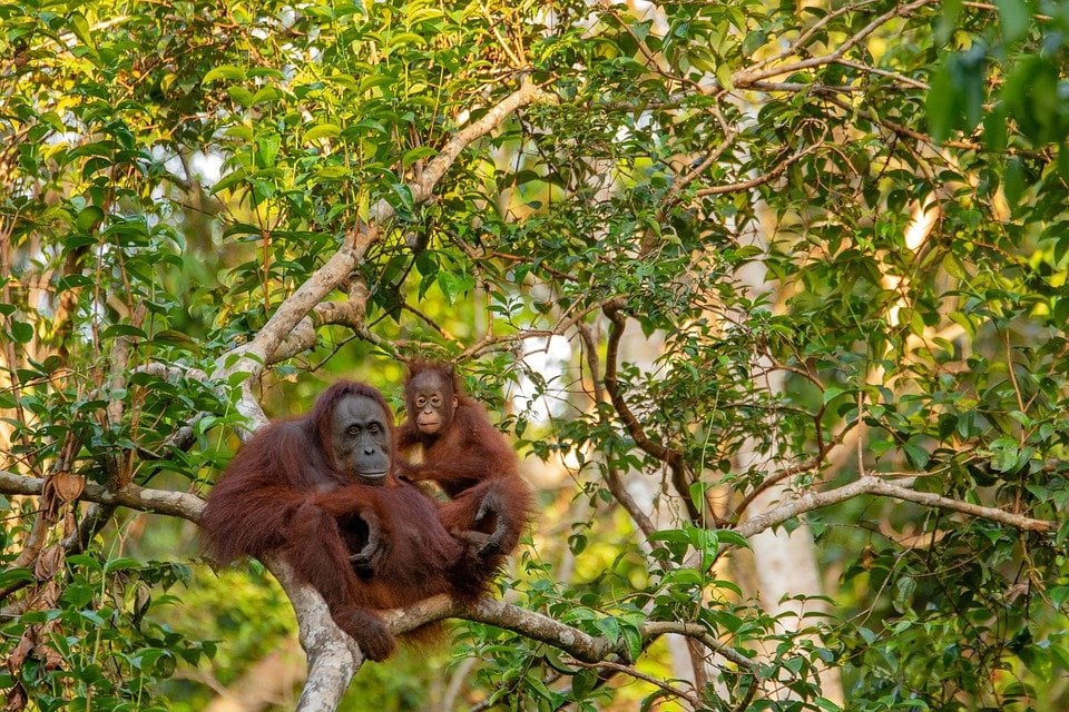 Volunteer with Primates: Fuze Ecoteer