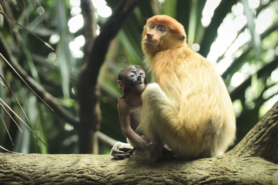 Volunteer with Primates: Average Cost