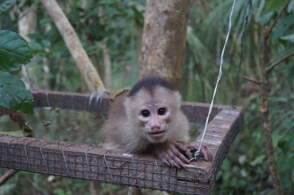 Volunteer with Primates: Esperanza Verde