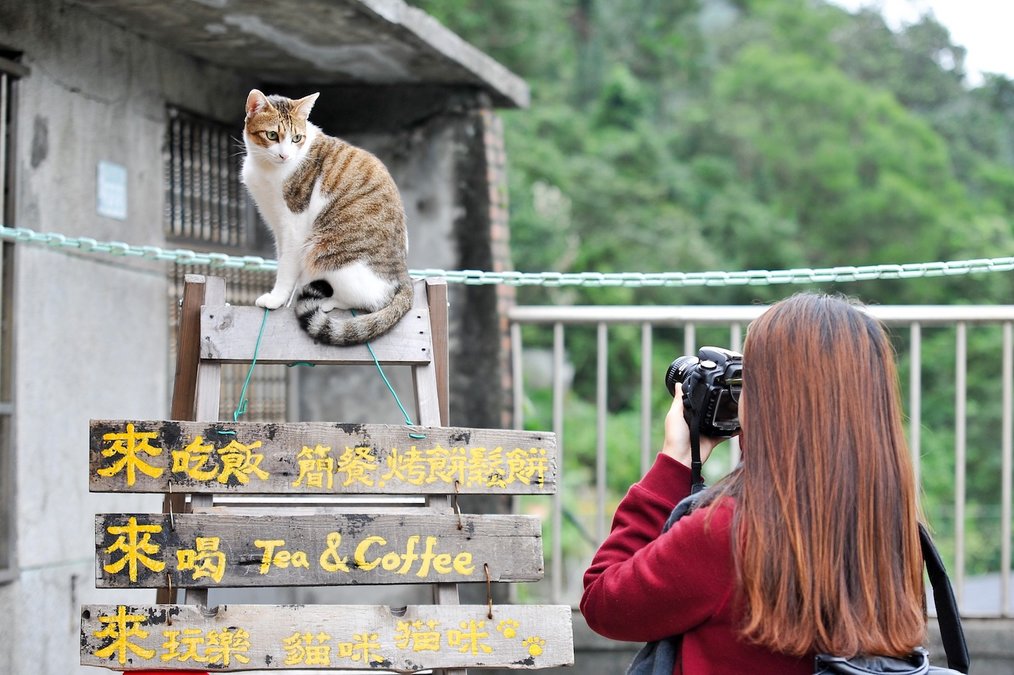 Au Pair in Taiwan - Woman with Cat