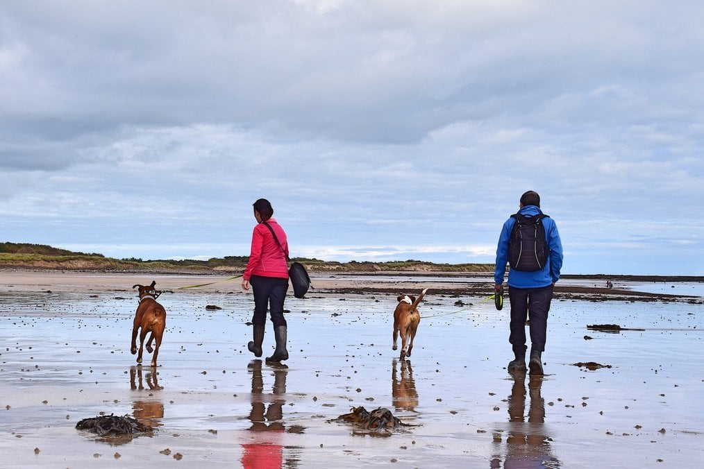 Jobs for Couples - Petsitting