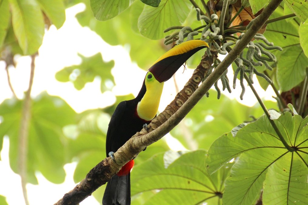 Best Things in Costa Rica - Manuel Antonio National Park - Pixabay