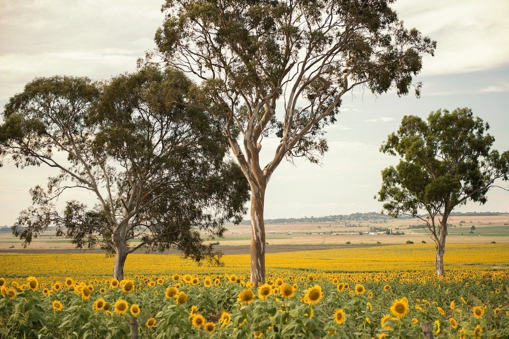 Best Places to Study in QLD - Toowoomba - Pixabay
