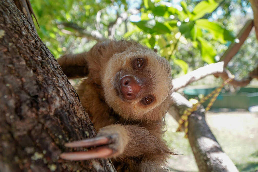 Photo by Daniel R., Global Work & Travel Sloth & Wildlife Rescue Sanctuary alum A sloth at a conservation rescue