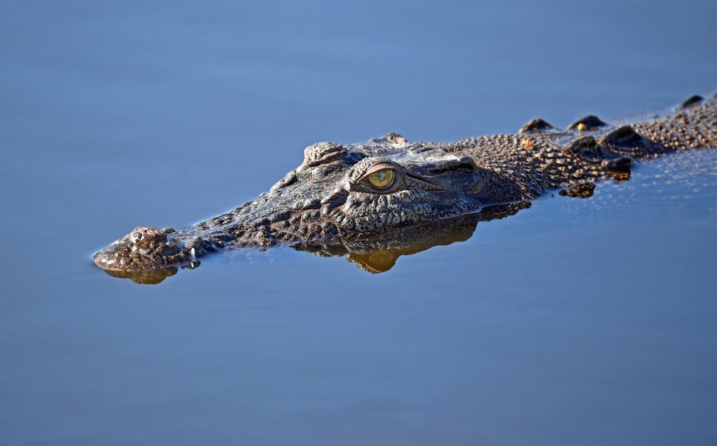 Study abroad in Queensland--Daintree National Park and Port Douglas