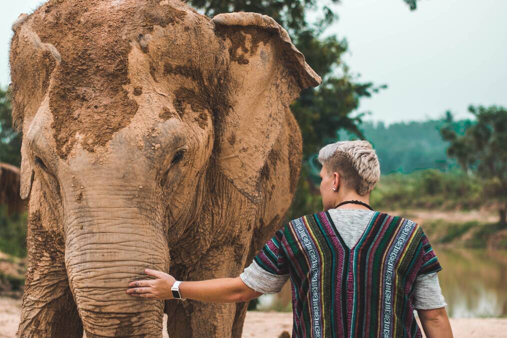 Volunteer working with elephants