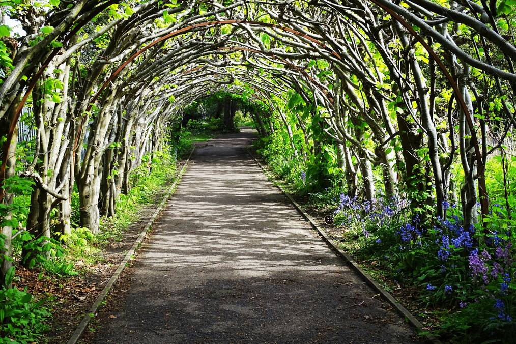 Trees arching over an alley 