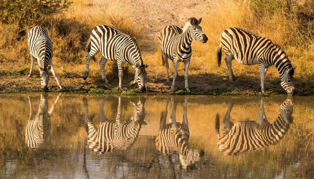 Photo by David Tomaseti on Unsplash Zebras drinking from a pond.