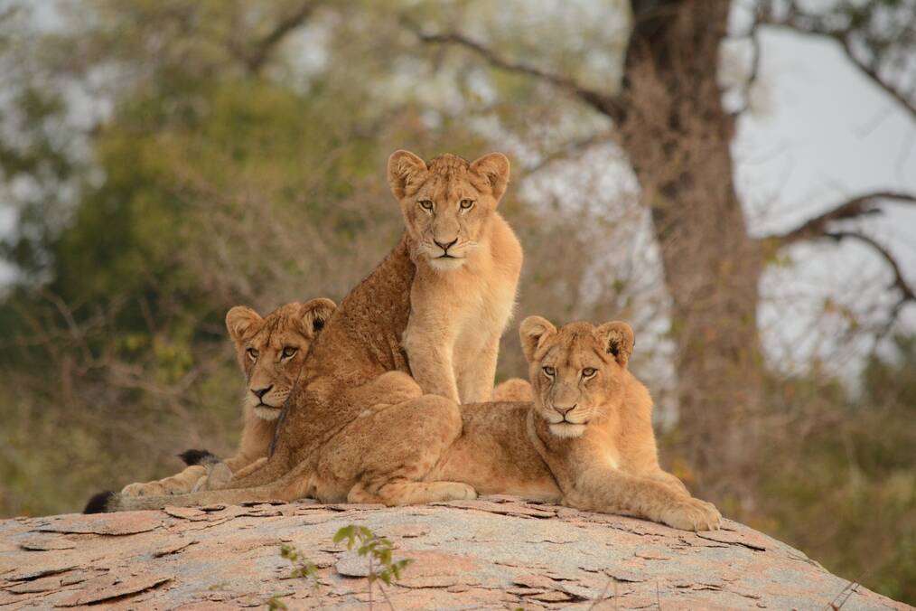 Three lions on a rock.