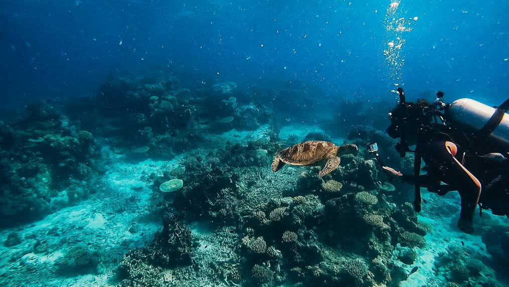A diver taking an underwater photo of a turtle.