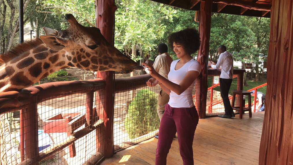 Volunteer feeding a giraffe