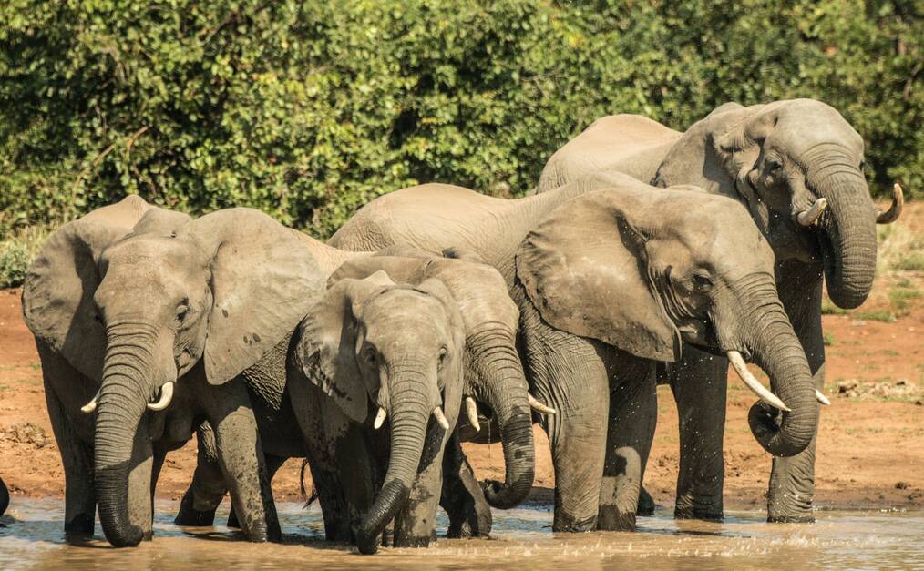 A large group of elephants.