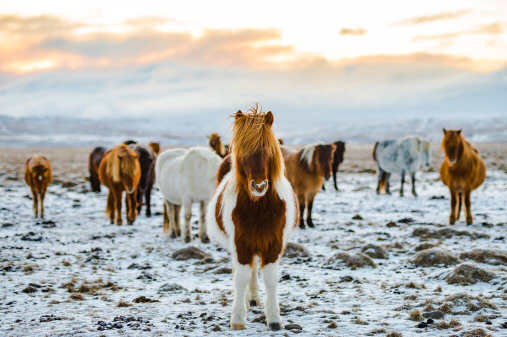 A group of Icelandic ponies in the snow.