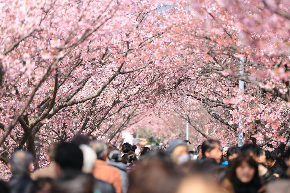People walking under cherry blossom trees