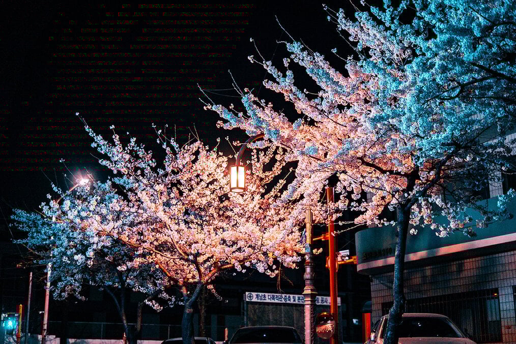 Nighttime photo of trees lit up with various colored lights
