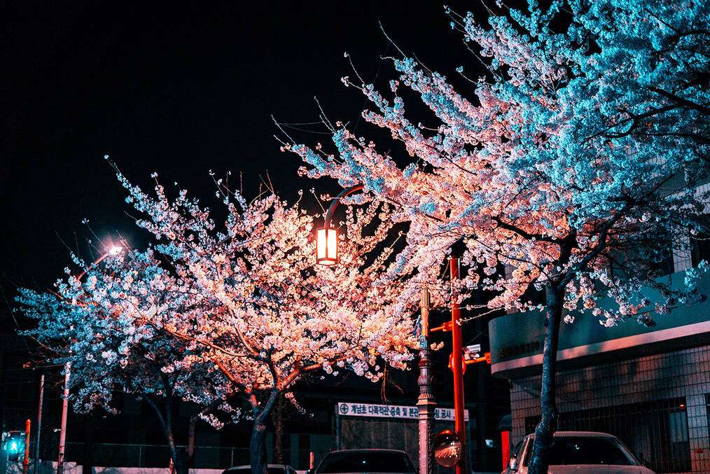 Nighttime photo of trees lit up with various colored lights