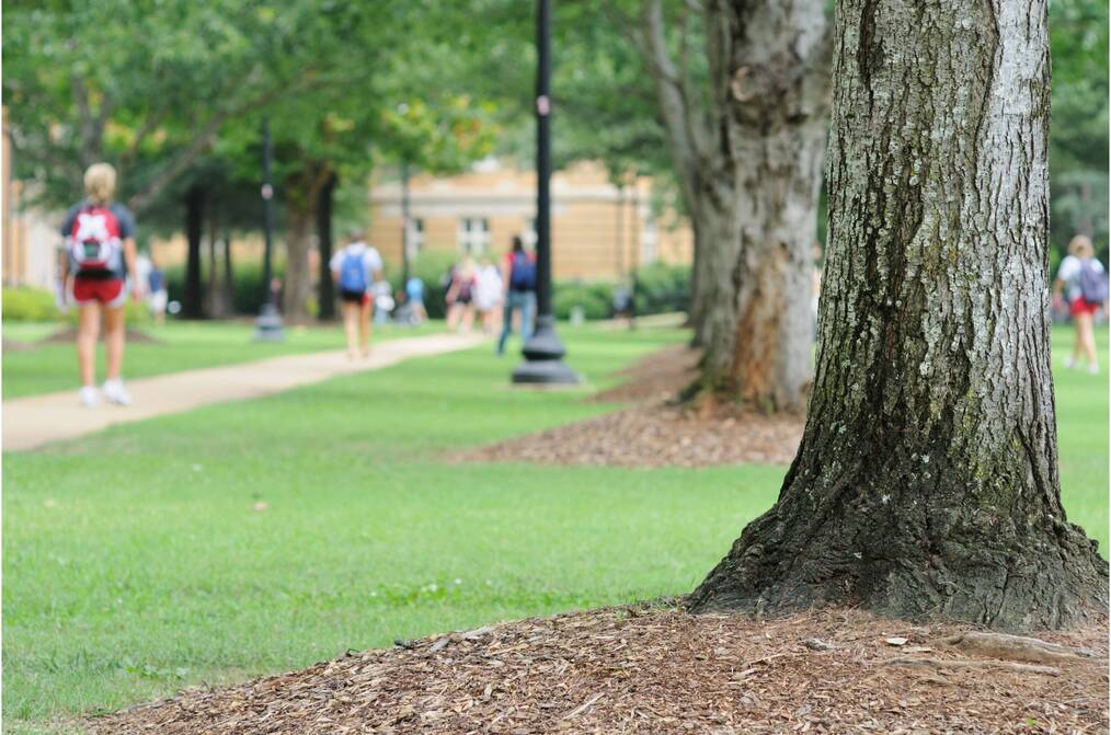 Campus walkway near green grass and a tree with students walking around