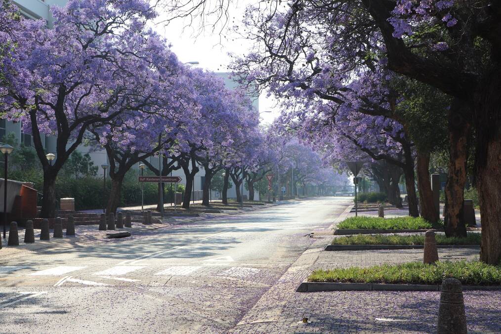 A street on The University of Pretoria campus lined with purple jacaranda trees in full bloom