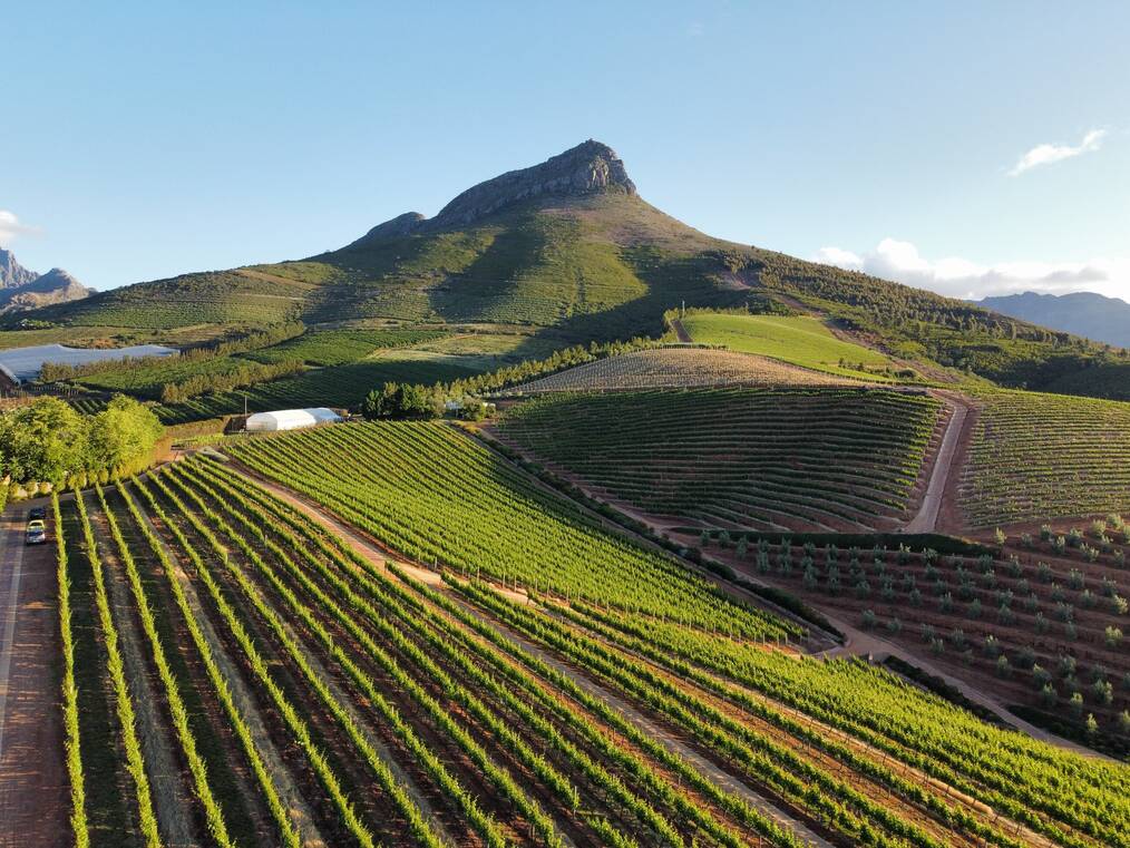 A luscious green winery in Stellenbosch, South Africa