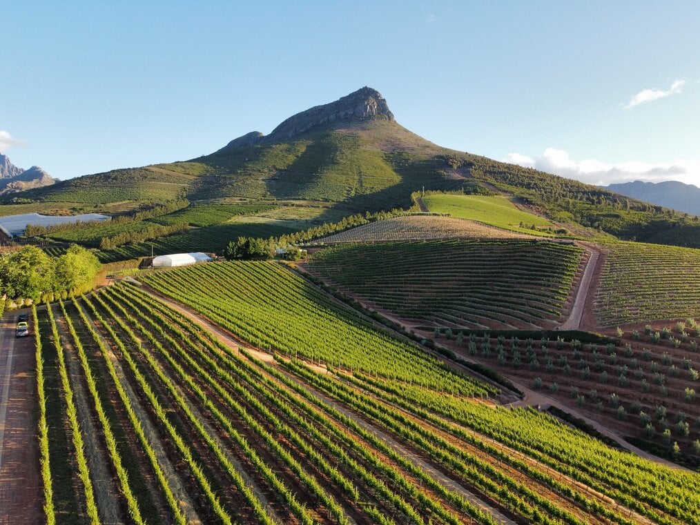 Image curtesy of Nenad Gataric, Unsplash A luscious green winery in Stellenbosch, South Africa