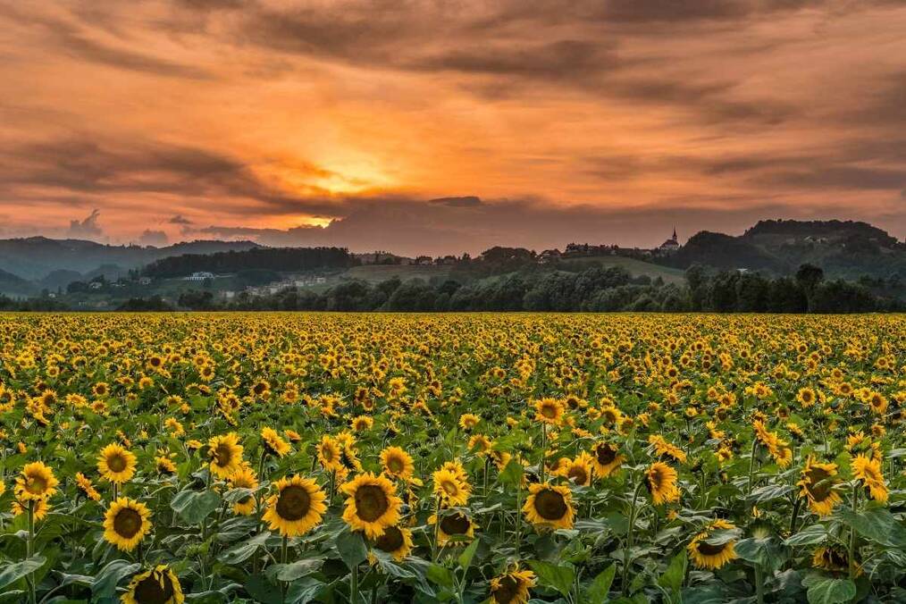 A field of sunflowers with mountains and an orange sunset in the background