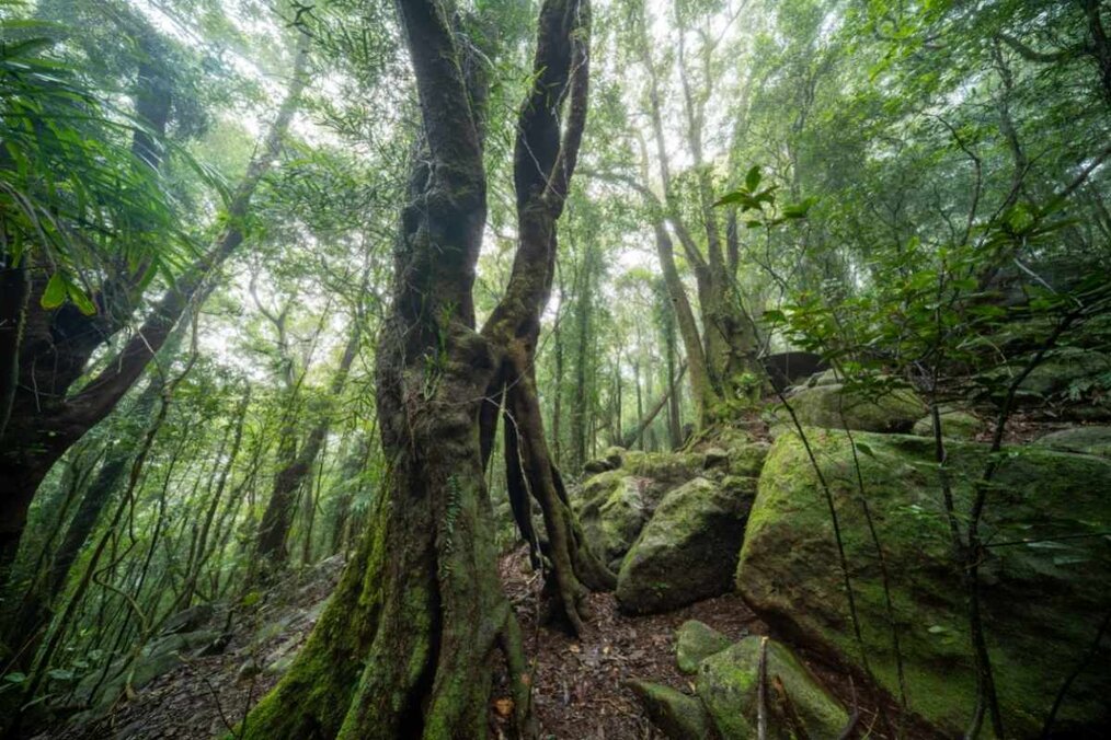 Image curtesy of JanelleLugge, Canva Emerald green rainforests of Springbrook National Park