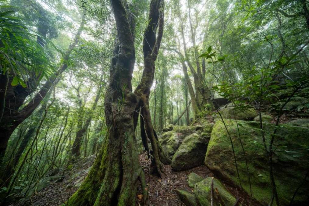 Emerald green rainforests of Springbrook National Park