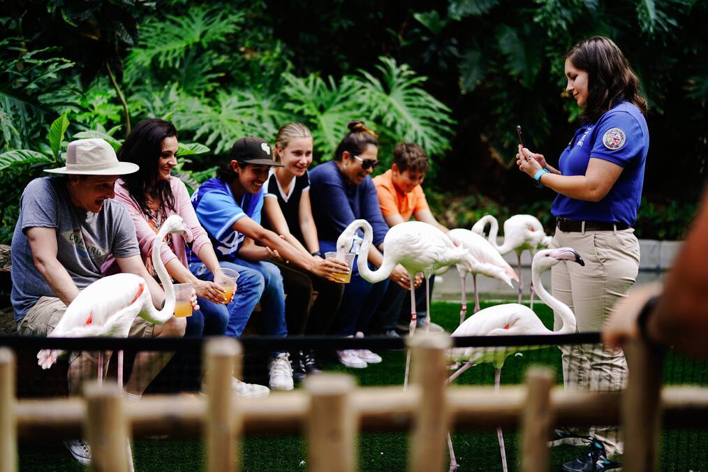 A group of people feeding flamingos.