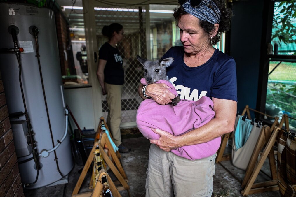 Photo by International Fund for Animal Welfare An older adult woman holding a baby kangaroo in a blanket.