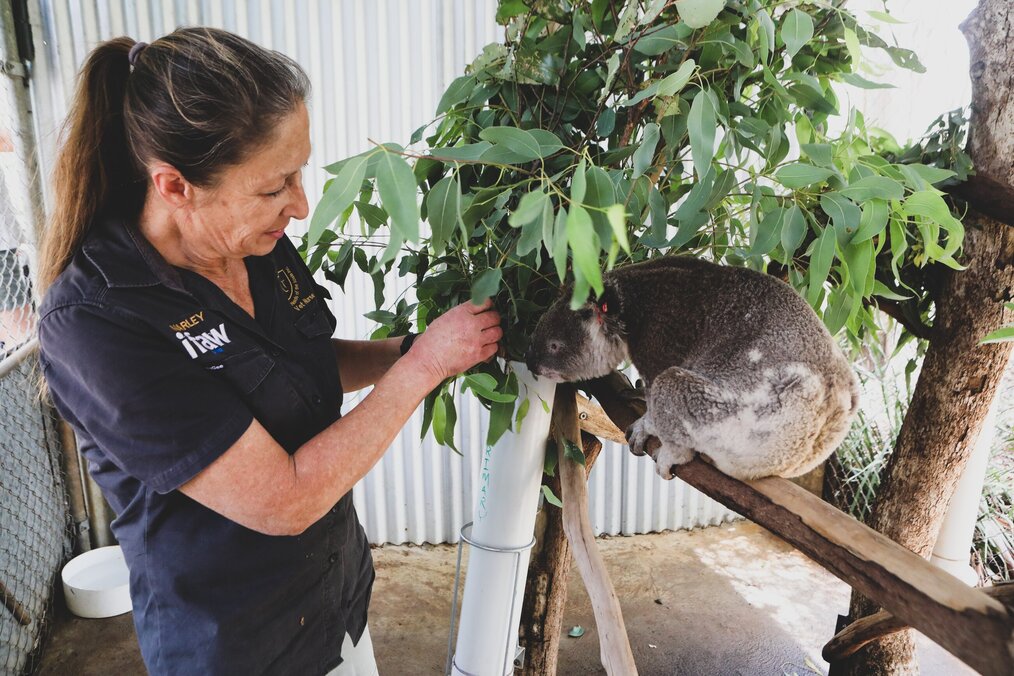Photo by International Fund for Animal Welfare An older white woman volunteer looks at a koala.