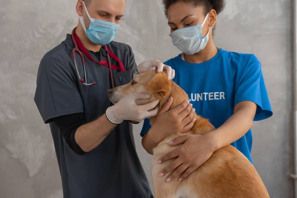A vet and a volunteer examine a brown dog.