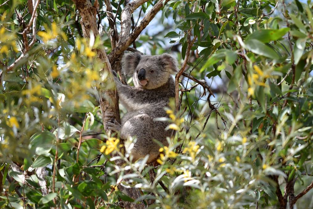 A koala sitting in a eucalyptus tree in Queensland, Australia