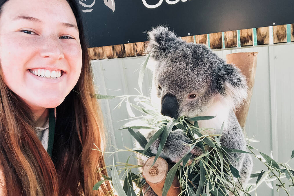 A person feeding a Koala